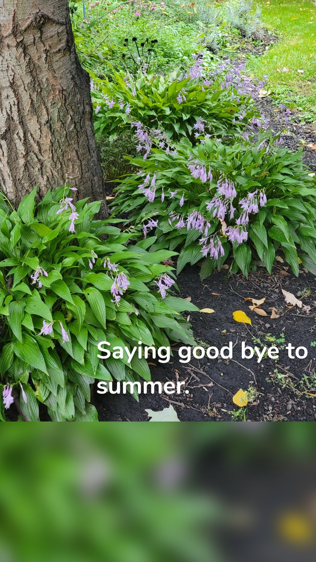 Saying good bye to summer.